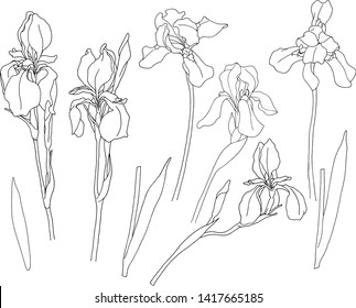 Set irises contour.For greetings, invitations, weddings, birthday