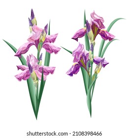 Set of Irises flowers, botanical colorful vector illustration.