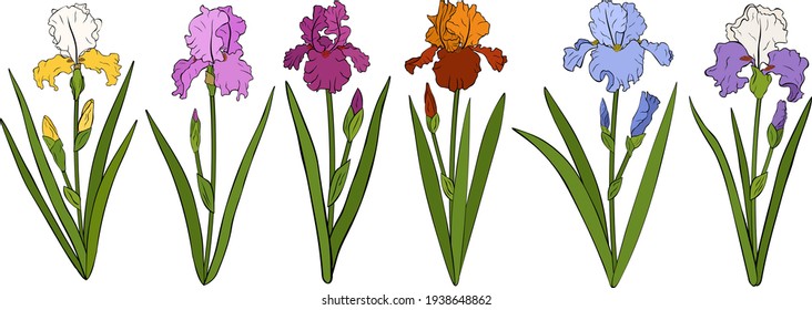 Set Irises flowers botanical colourful vector illustration