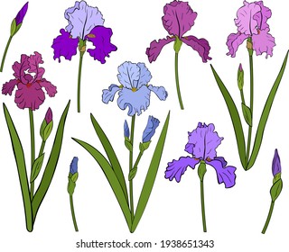 Set Irises flowers botanical colourful vector illustration