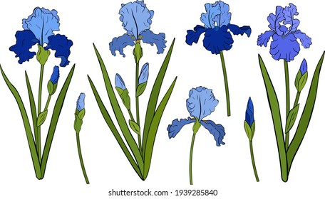 Set Irises flowers botanical colourful vector illustration