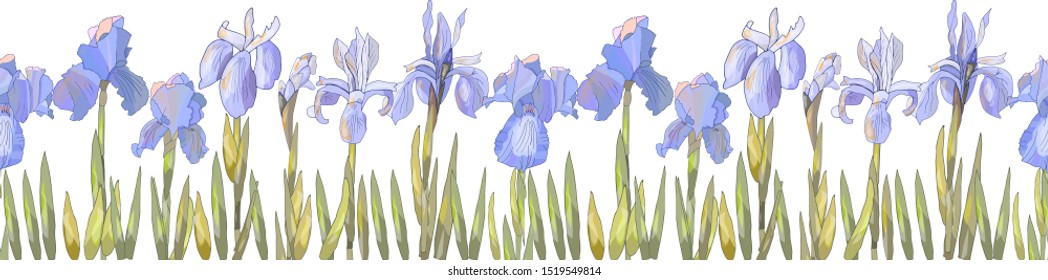 Set of Irises flowers. Seamless pattern. Hand drawing vector illustration in botanical style Isolated on white. Early spring forest and garden flowers. blossom. Horizontal border: mauve flowers, buds,