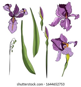 A set of irises. vector illustration. Creative realistic drawing, tattoo. Isolated white. Vintage paintings, postcards, background, wallpaper. Interior Design. Gift flowers for women