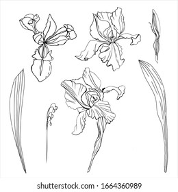 A set of irises. vector illustration. Creative realistic drawing, tattoo. Isolated white. Vintage paintings, postcards, background, wallpaper. Interior Design. Gift flowers for women