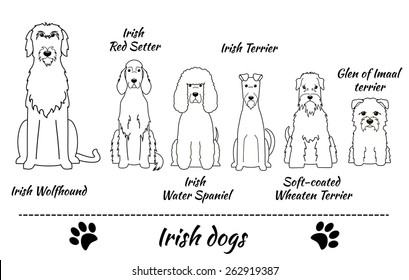 Irish Water Spaniel Images Stock Photos Vectors Shutterstock