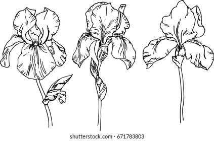 Set of irs flowers. Botanical drawing. Sketch. Realistic. Nature. Vector isolated on white background. Template for greeting card, postcard, prints.