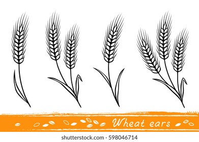 set of isolate wheat ears with grain