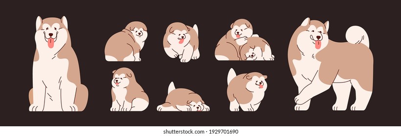 Conjunto de Malamutes alasquenses aislados. Perros y cachorros chinos graciosos y adorables. Felices perritos sentados, parados, corriendo y durmiendo. Ilustración vectorial plana de mascotas adorables con la lengua hacia fuera