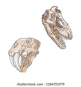 Set of isolated animal skulls dinosaurs in colors. Animal skulls. Vector set