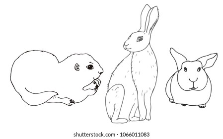 Set of isolated animals. Rodent. Gopher, hare, rabbit.