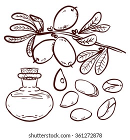 Set of isolated argan branches, leaves, nuts, fruits, argan tree (ironwood). Suitable for packing Argan oil creams. Vector illustration of a hand drawn style