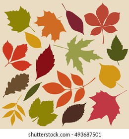 Set of isolated autumn colored leaves 
