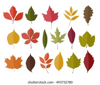 Set of isolated autumn colored leaves  in flat style on white