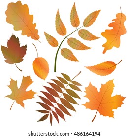 Set of isolated autumn leaves. Colorful leaves collection. Vector illustration