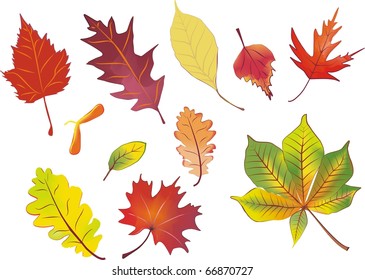 set of isolated autumn leaves vector illustration in aquarelle colors