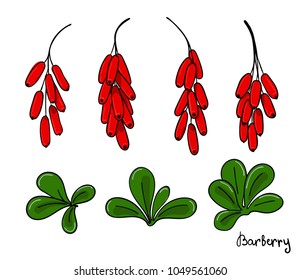 A set of isolated barberry elements. Bunches of red berries and leaves of berberis