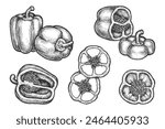 Set of isolated bell pepper. Vector sketch of farm vegetable. Hand drawn organic food for grocery market. Bulgarian veggie for vegetarian and vegan nutrition. Capsicum plant. Harvest and agriculture