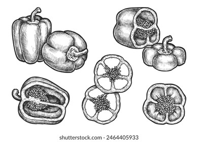 Set of isolated bell pepper. Vector sketch of farm vegetable. Hand drawn organic food for grocery market. Bulgarian veggie for vegetarian and vegan nutrition. Capsicum plant. Harvest and agriculture