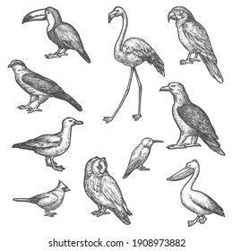 Set of isolated bird wildlife sketches. Songbird and owl, pelican and gull, ara parrot and toucan, hummingbird or colibri, flamingo and hawk, eagle. Flying animal vintage vector sign. Ornithology