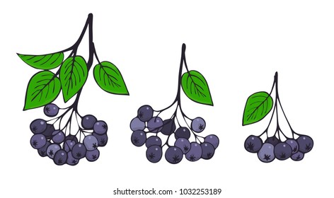 a set of isolated branches of aronia. Bunches of black Rowan