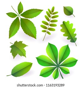 Set of isolated bright green summer isolated leaves. Elements of trees. Leaves of maple, chestnut, oak, aspen, wild ash, wild grapes, poplar. To create spring designs posters, banners Vector paper cut