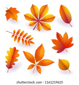 Set of isolated bright orange autumn fallen leaves. Elements of fall foliage. Leaves of maple, chestnut, oak, aspen, wild ash, wild grapes, poplar. To create autumn designs for posters, banners Vector