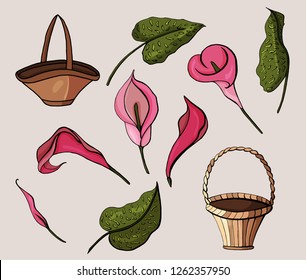 Set of isolated Calla Lily styles. Cute hand drawn flower vector illustration in black outline and color (pink, purple, crimson)