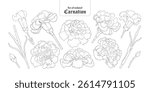 Set of isolated carnation. Cute flower illustration in hand drawn style. Black outline and white plain on a transparent background.