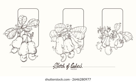 Conjunto de bocetos aislados de ramas de árbol de anacardo. Anacardos, nueces de anacardos y sus flores. Ilustración vectorial