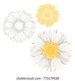 Set of isolated chamomile daisy flowers on white background. Outline sketch drawing. Detailed closeup macro vector design illustration. Spring summer plant. Forgetmenot sign symbol. White and yellow.