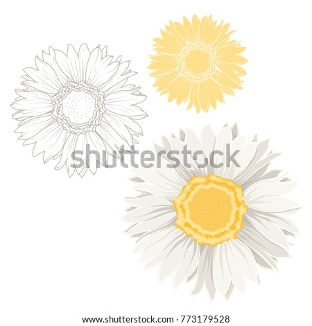 Set of isolated chamomile daisy flowers on white background. Outline sketch drawing. Detailed closeup macro vector design illustration. Spring summer plant. Forgetmenot sign symbol. White and yellow.