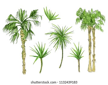 Set of isolated coconut or queen palm trees with leaves. Beach and rainforest, desert coco flora. Foliage of subtropical fern. Green palmae or jungle arecaceae.Island climate,botany, environment theme