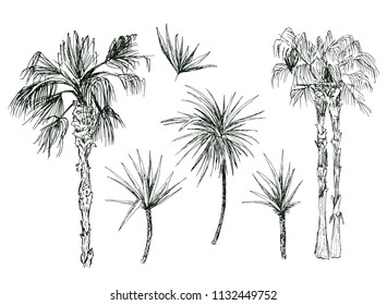 Set of isolated coconut or queen palm trees with leaves. Beach and rainforest, desert coco flora. Foliage of subtropical fern. Sketch palmae, jungle arecaceae.Island climate,botany, environment theme