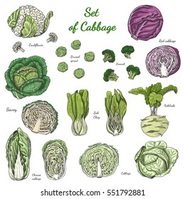 Set of isolated colored cabbage on white background.Vector illustration for your design