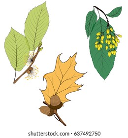 Set of isolated colored leaves and blossoming buds on a white background.
