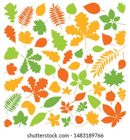Set of isolated colorful autumn leaves on a white background.