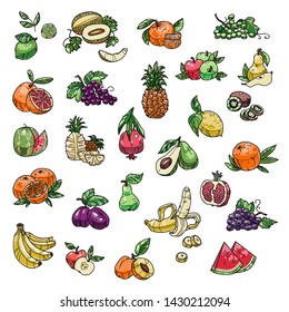 Set of isolated colorful graphic vector fruit for restaurant menu and food package