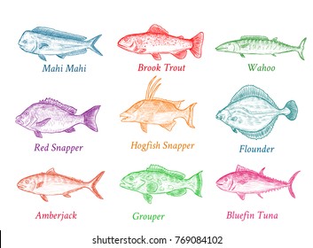 Set of isolated colorful hand drawn fish with names. Sketch of tuna, trout, snapper etc.