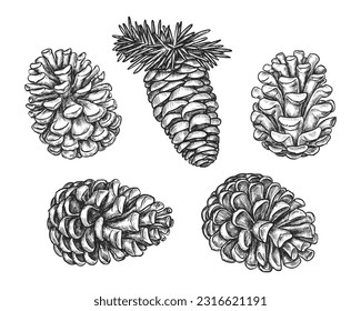 Set of isolated cone sketch. Vector collection of pine or fir, cedar sign. Evergreen or conifer decoration for xmas or christmas. Nature vintage ornament. Plant for botany or biology book, engraving