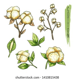 Set of isolated cotton bolls and stem or twig. Blossom of fluffy staple fiber or natural shrub. Cottonball icons for botany or biology book illustration.Clothing and textile, nature, agriculture theme