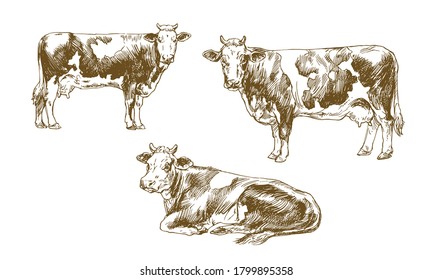 Conjunto de vacas aisladas. Ilustración dibujada a mano.