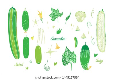 Set of isolated cucumber vector elements on white background