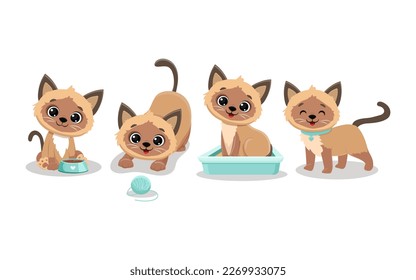 Set of isolated cute cats in different poses in cartoon style.Siamese cat.Vector illustration