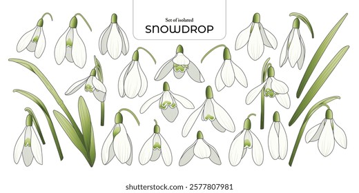 Set of isolated cute flower illustration in hand drawn style. White and green color tones on a white background.