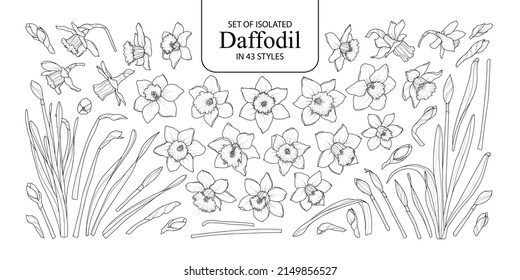 Set of isolated Daffodil in 43 styles. Cute hand drawn flower vector illustration in black outline and white plane on white background.