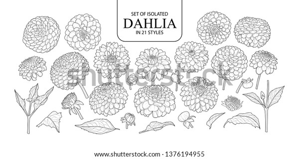 21スタイルの分離型ダリアのセット 白い背景に黒い輪郭と白い平面にかわいい手描きの花のベクターイラスト のベクター画像素材 ロイヤリティフリー