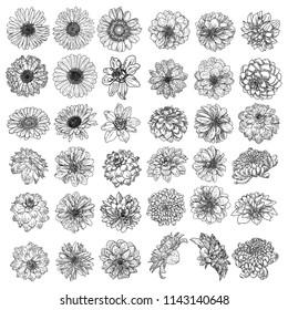 Set of isolated Daisy, Dahlias, Zinnia and Gerbera ink hand drawn flower illustration in black and white plane outline on white background. Spring botanical flowers vector.