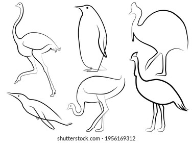 Set of isolated different flightless birds in lineart. Ostrich, cassowary and 	penguin ratite fowls in various processes- swimming, running, standing, searching and resting.