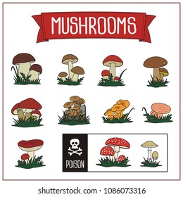 Set of isolated different forest mushrooms on white background.