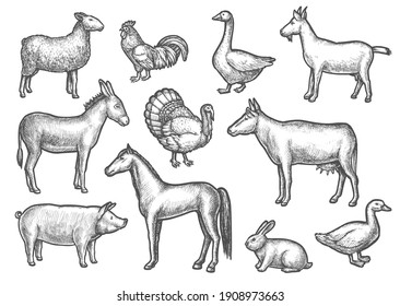 Set of isolated domestic bird and animal sketches. Hand drawn cattle and poultry. Sheep and donkey, horse and goose, mule or donk, duck and cock, cow and rabbit, goat and turkey. Rural farm, zoology